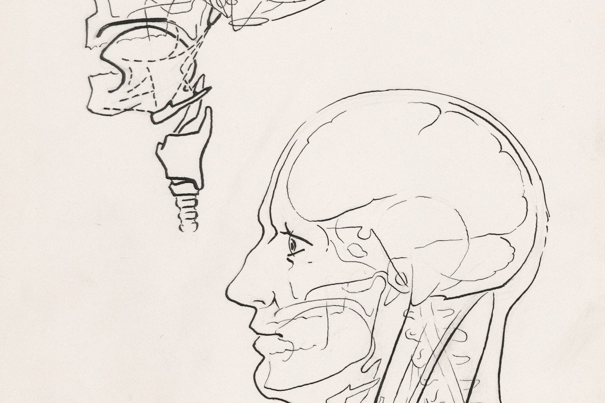 Human brain illustration